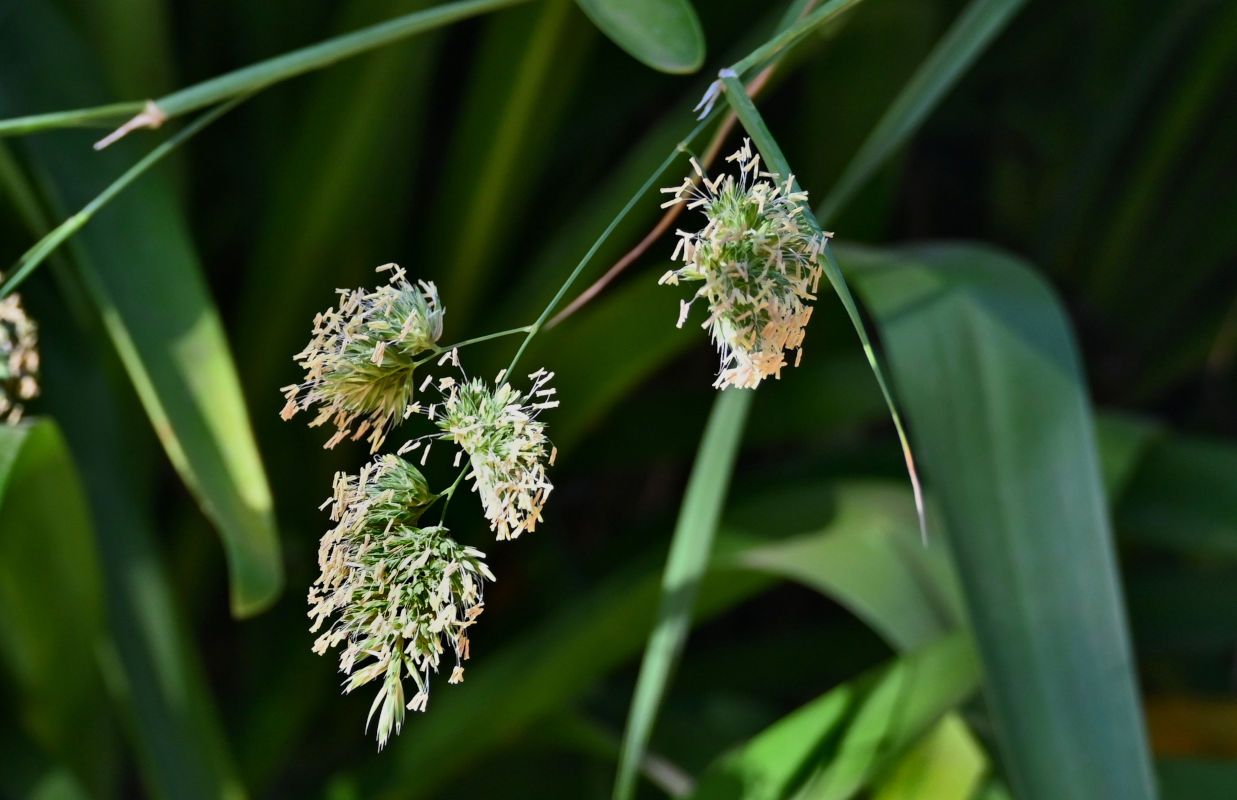 Image of Dactylis glomerata specimen.