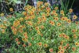 Saxifraga aizoides. Верхушка цветущего растения. Кольский п-ов, Хибины, дол. р. Кунийок, на берегу ручья. 28.07.2026.