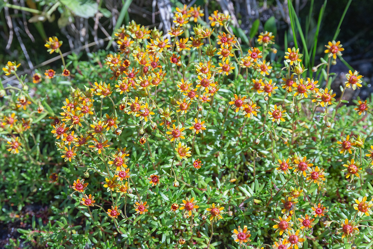 Image of Saxifraga aizoides specimen.