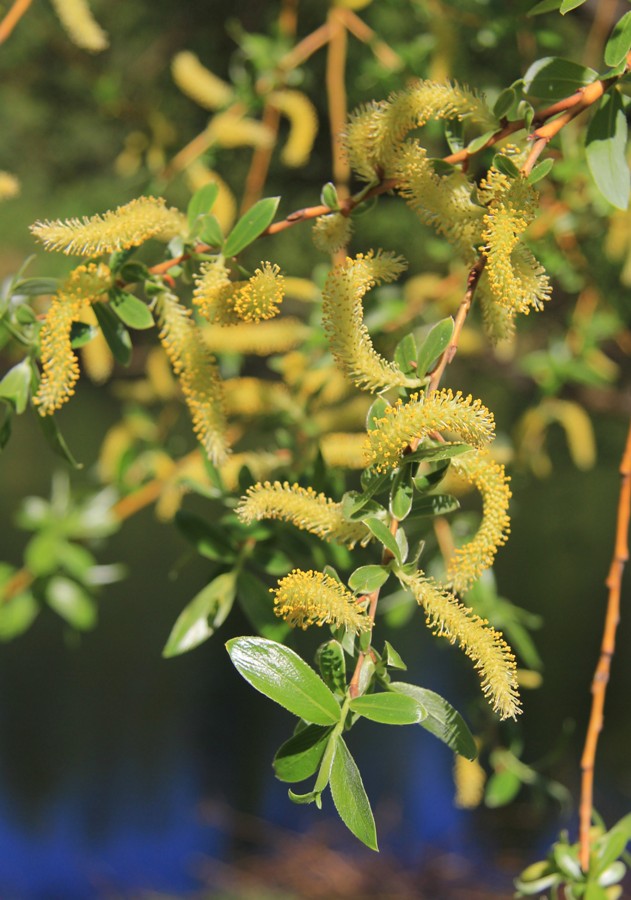 Изображение особи Salix euxina.