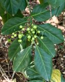 род Euonymus