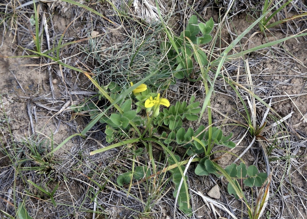 Image of Astragalus andaulgensis specimen.