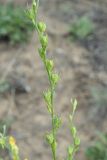 Linaria genistifolia. Часть ветви с плодами. Ульяновская обл., Мелекесский р-н, окр. с. Лебяжье, сосновый бор на дюнах, вырубка под ЛЭП. 09.07.2024.