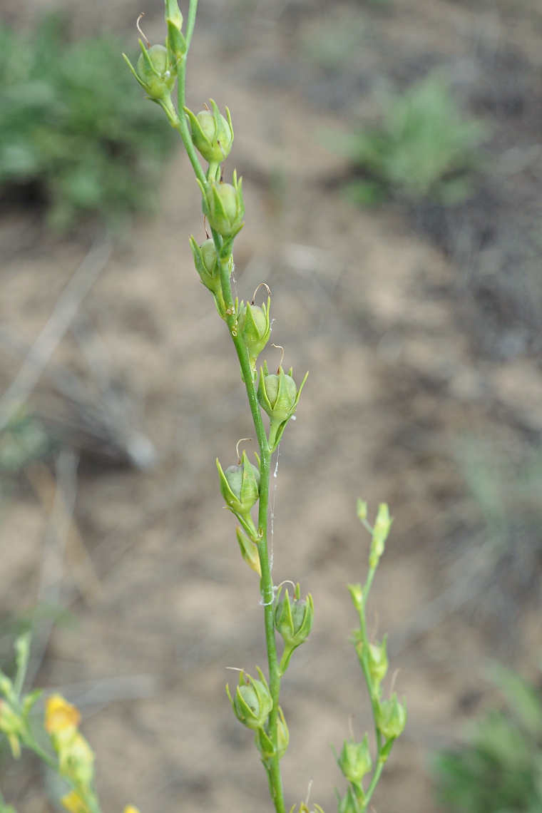 Image of Linaria genistifolia specimen.