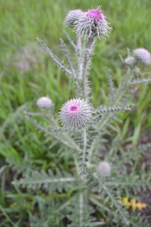 Image of Carduus uncinatus specimen.