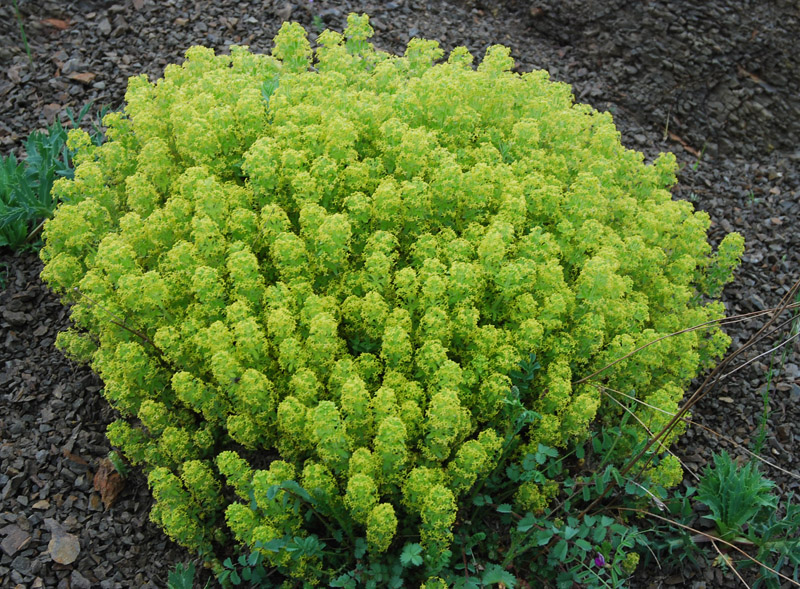 Image of Cruciata taurica specimen.