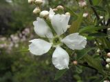 Exochorda serratifolia. Цветок. Владивосток, ботанический сад-институт ДВО РАН. 28 мая 2011 г.