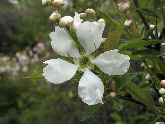 Изображение особи Exochorda serratifolia.