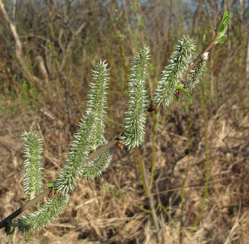 Изображение особи Salix &times; tetrapla.