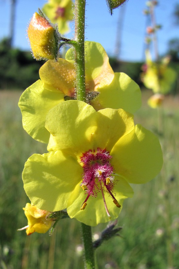 Image of Verbascum blattaria specimen.