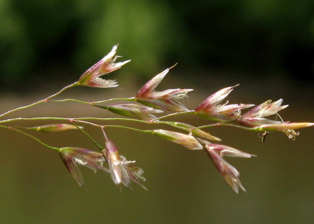 Image of Deschampsia cespitosa specimen.