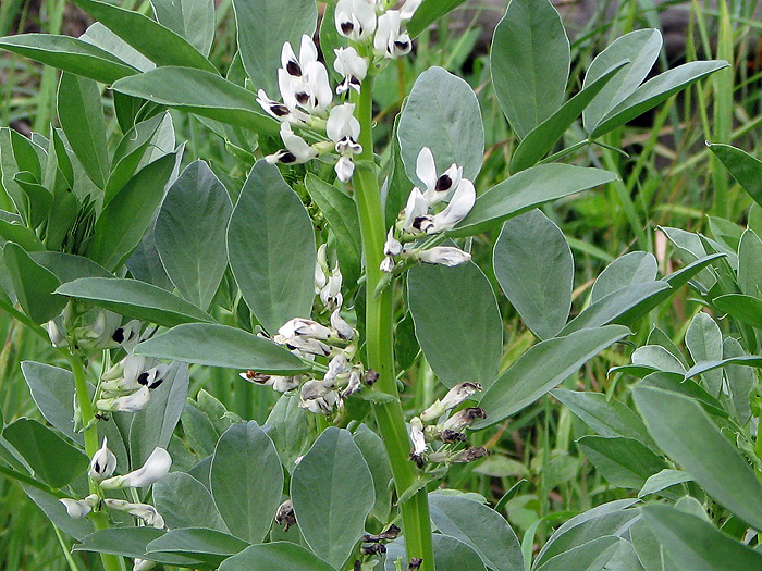 Изображение особи Vicia faba.