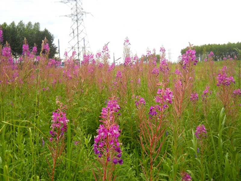 Изображение особи Chamaenerion angustifolium.