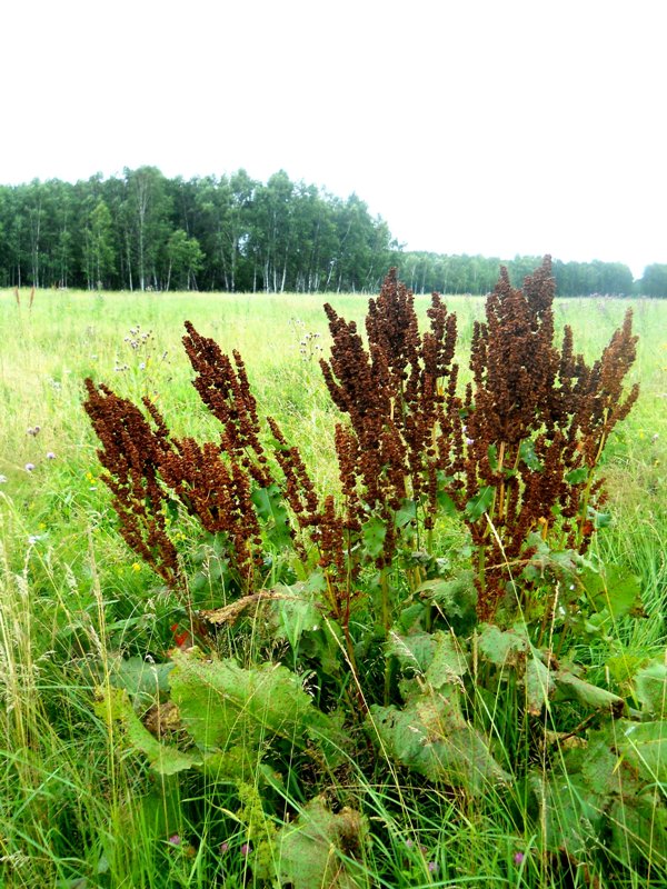 Image of Rumex confertus specimen.