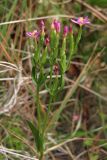 Centaurium erythraea ssp. turcicum