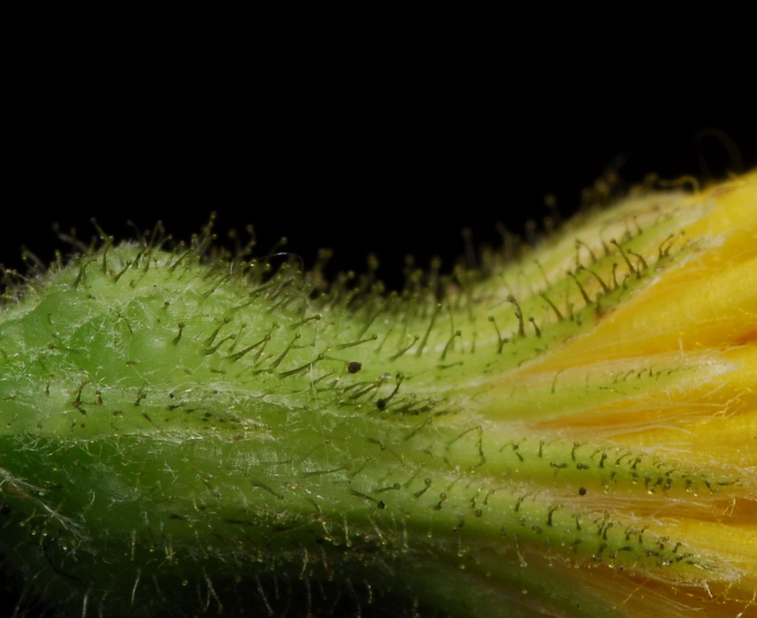 Image of Hieracium sylvularum specimen.