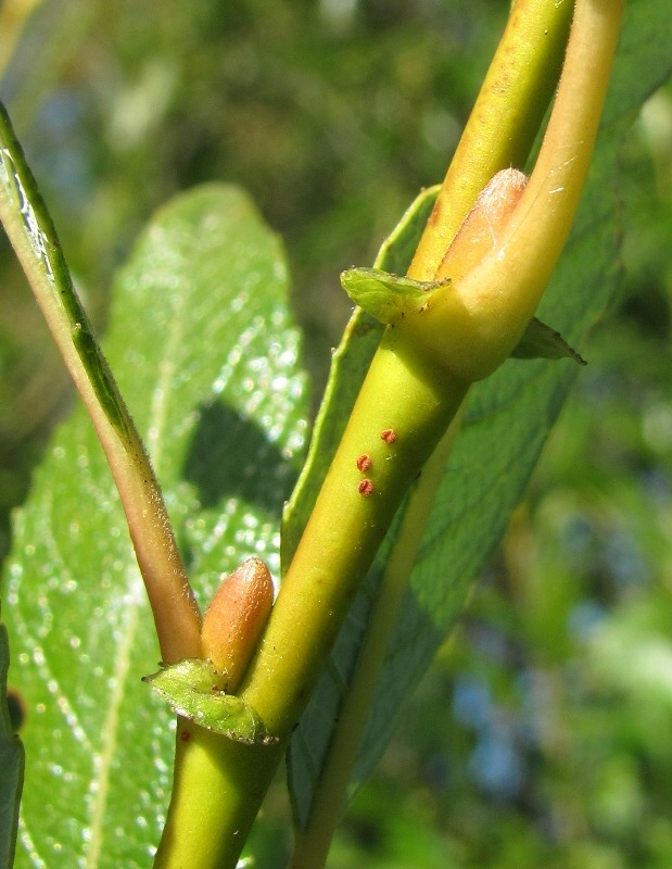 Изображение особи Salix × tetrapla.