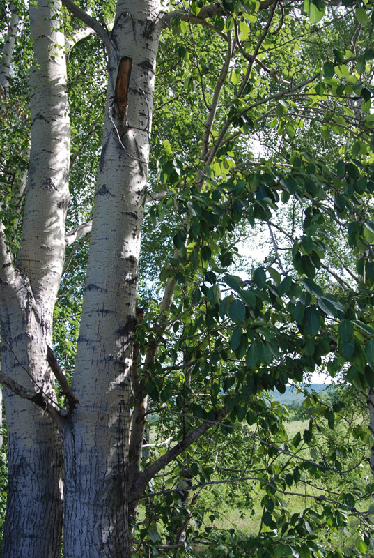 Image of Populus suaveolens specimen.