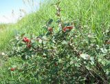 Cotoneaster alaunicus