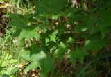 Acer mayrii