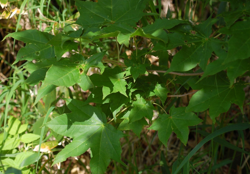 Image of Acer mayrii specimen.
