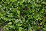 Salix chamissonis