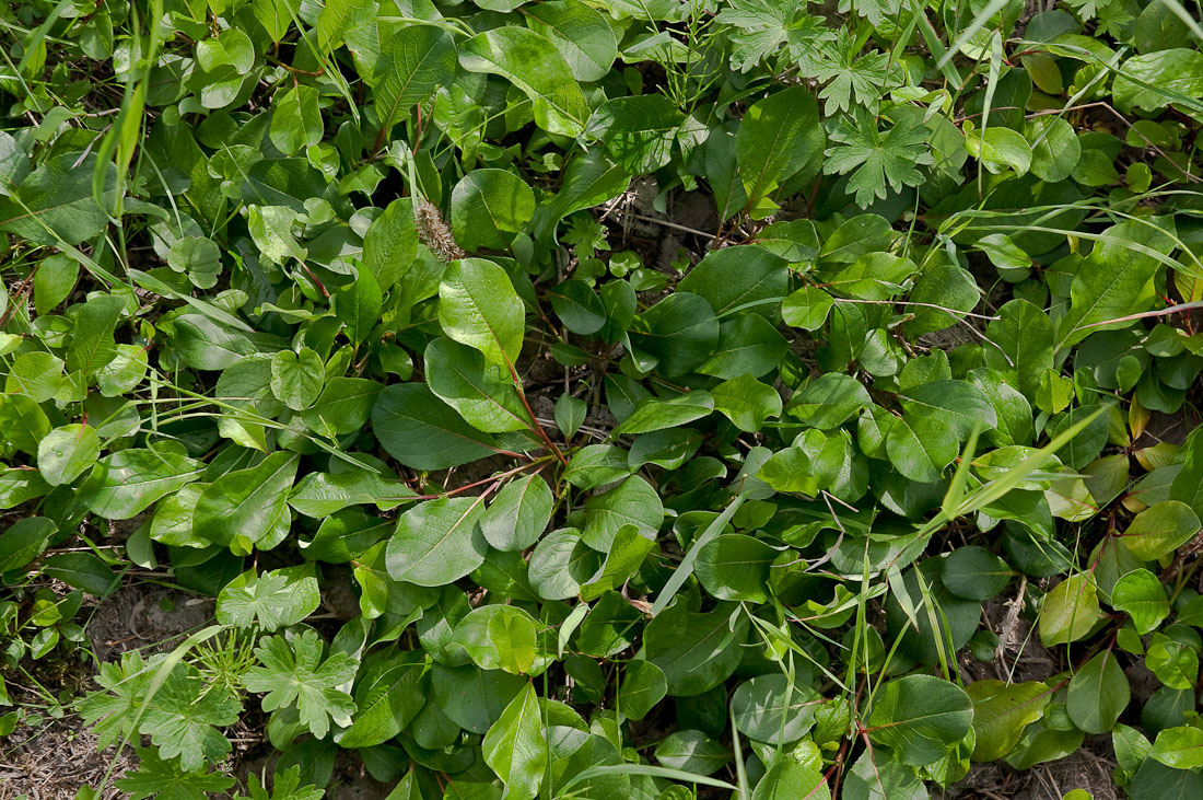 Image of Salix chamissonis specimen.