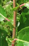 Salix myrsinifolia