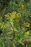 Euphorbia lamprocarpa