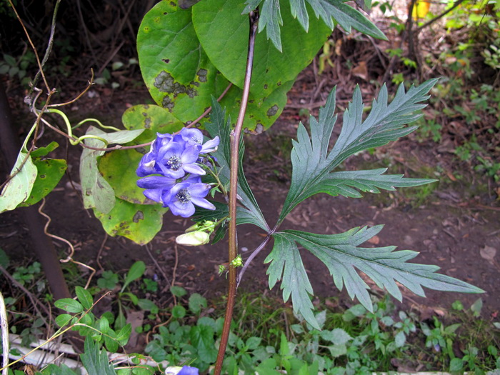 Image of Aconitum taigicola specimen.