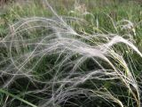 Stipa pennata