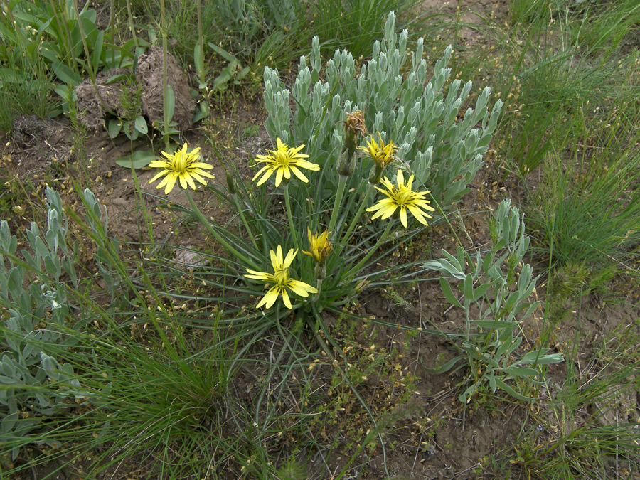 Image of Scorzonera mollis specimen.