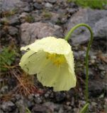 Papaver lapponicum