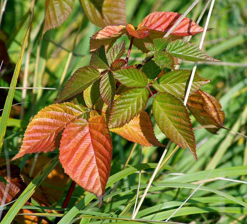 Изображение особи Rubus nessensis.