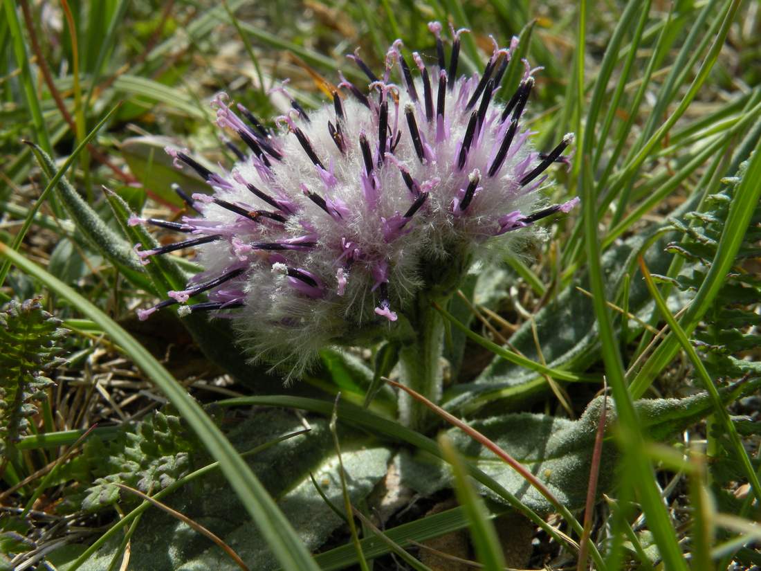 Изображение особи Saussurea czichaczevii.