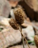 familia Poaceae. Соплодия. Таджикистан, Памир, р. Богушдара, окр. кишлака Боло. 05.08.2011.