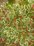 Ilex aquifolium. Ветви с листьями и плодами (декоративная пестролистная форма). Черноморское побережье Кавказа, г. Геленджик, в культуре. 9 января 2012 г.