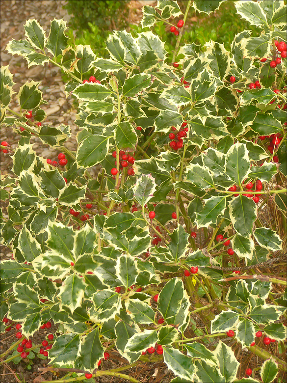 Изображение особи Ilex aquifolium.