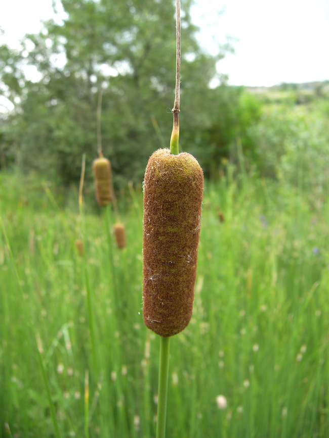 Изображение особи Typha laxmannii.