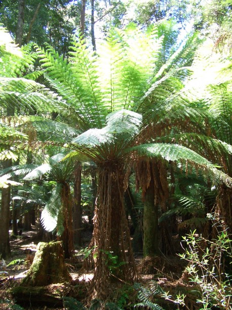 Image of Dicksonia antarctica specimen.