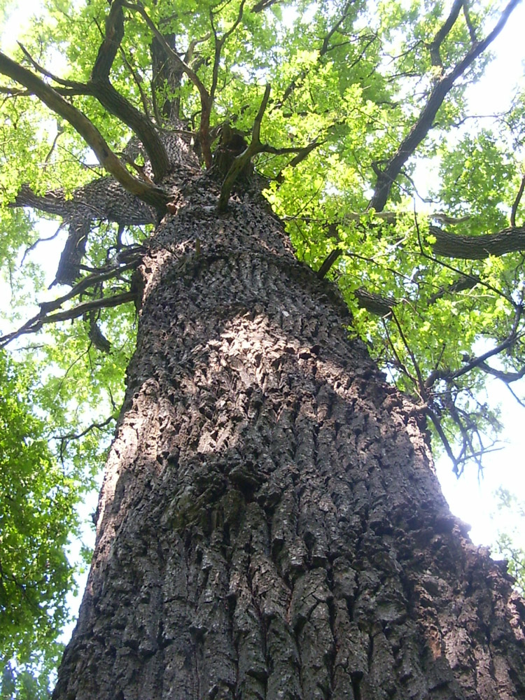 Image of Quercus robur specimen.