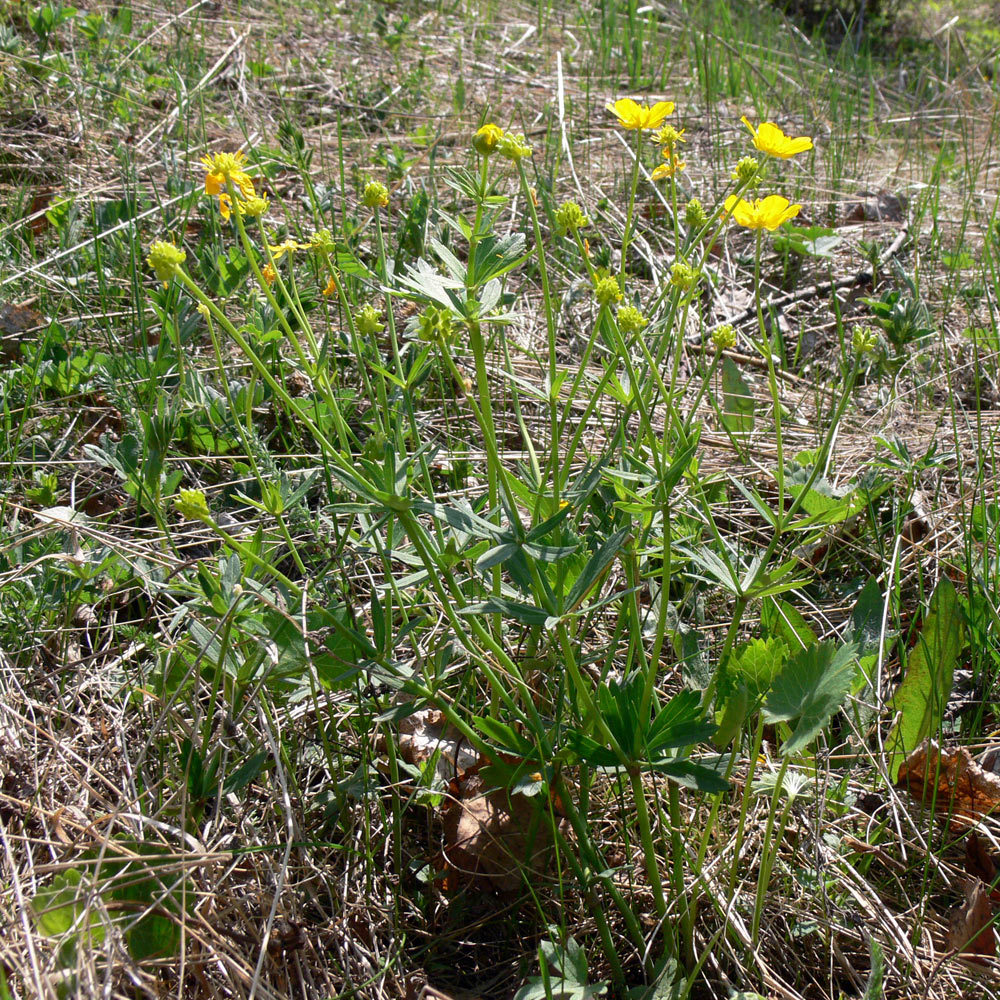 Изображение особи Ranunculus cassubicus.