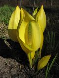 Lysichiton americanus