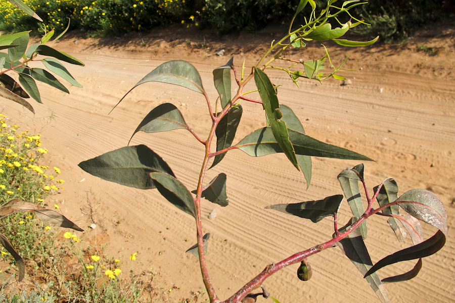 Изображение особи Eucalyptus torquata.