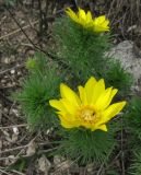 Adonis vernalis. Цветущее растение. Крым, Симферополь, Марьино, степной склон. 14 апреля 2012 г.