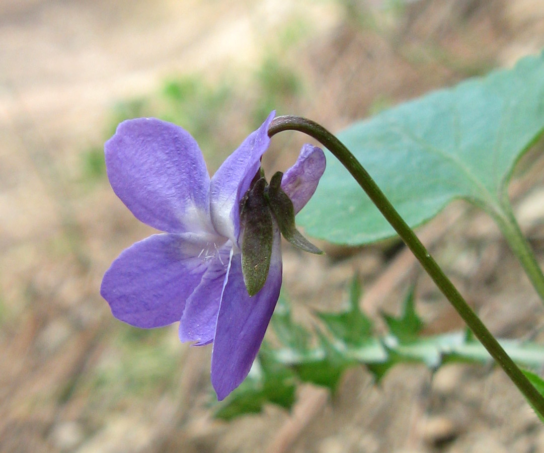 Изображение особи Viola ambigua.