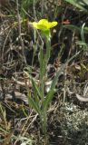 Ranunculus illyricus. Цветущее растение. Южный Берег Крыма, Карадагский заповедник, подножье горы Карагач. 7 мая 2012 г.