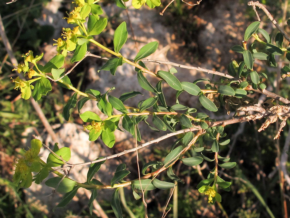 Изображение особи Euphorbia hierosolymitana.