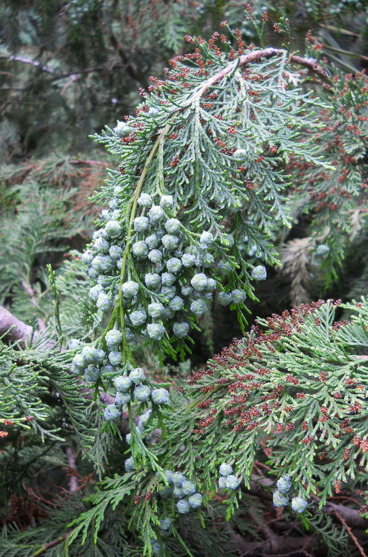 Image of Chamaecyparis lawsoniana specimen.