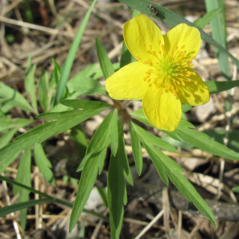 Image of Anemone ranunculoides specimen.